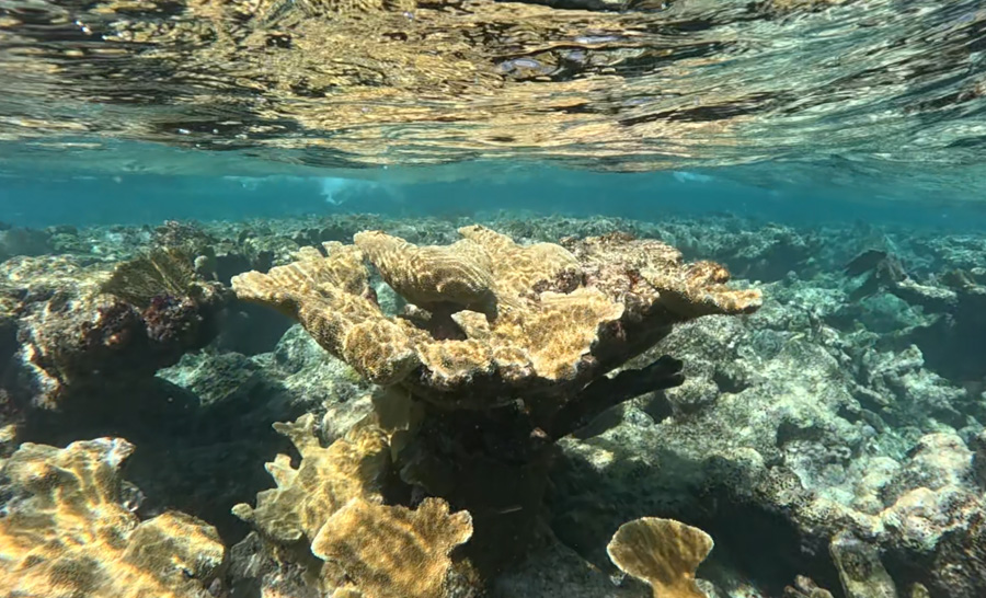 Scuba Nation Digital Exposure