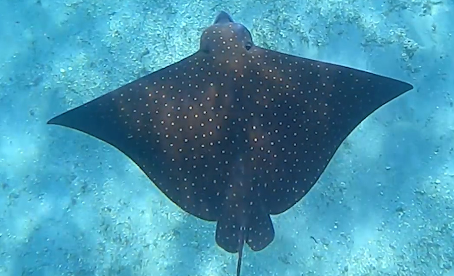 Scuba Nation - Become A Sponsor